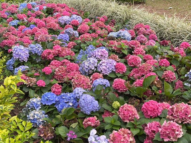 傳統嶺南風格嘅中式庭園 @ 荔枝角公園