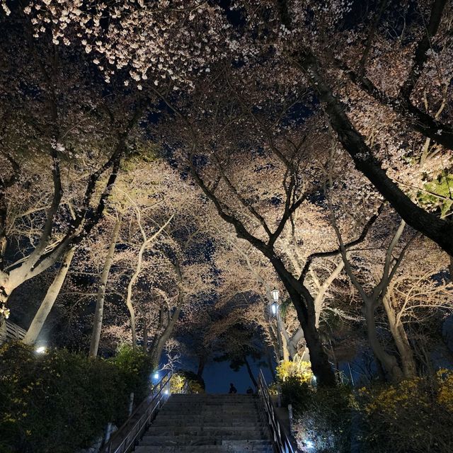 인천 벚꽃명소 수봉공원으로 가자