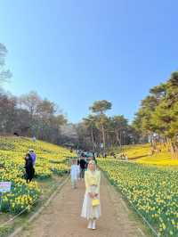 수선화 가득한 서산 유기방가옥💛