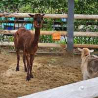 上野動物園～可愛熊貓包