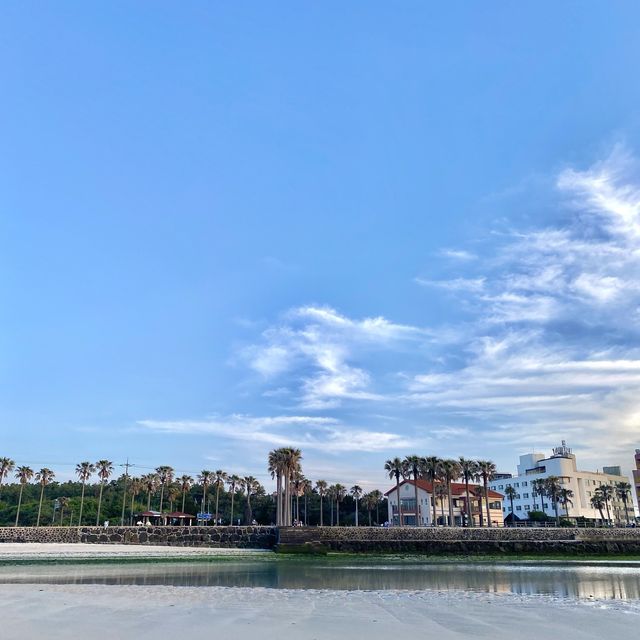 야자수가 드리운 얕은 해변 금능해수욕장🌴🌊