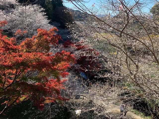 เที่ยว OBARA ชมซากุระพร้อมใบไม้เปลี่ยนสี🌸🍁