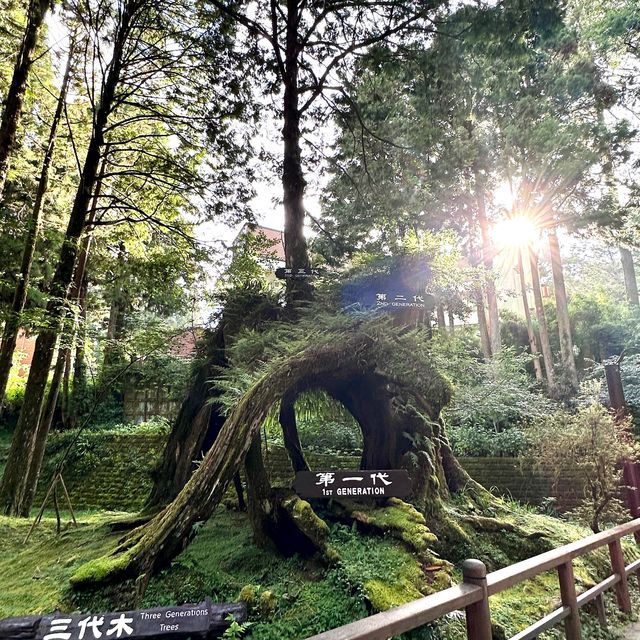 阿里山 - 享受森林浴、淨化心靈