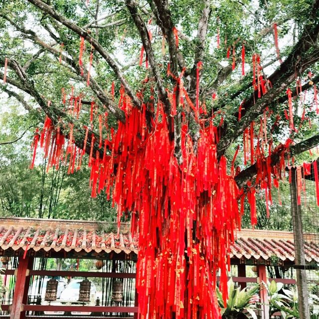 美到不要不要的竹林🌳🌳