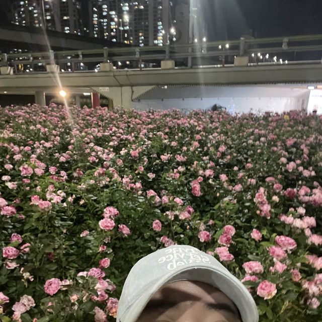 백만송이의 장미를 볼 수 있는 곳 “서울장미길”🥀