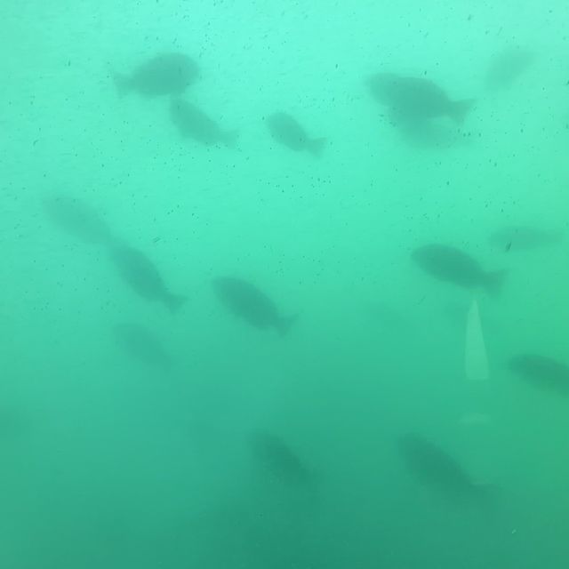 📍水中観光船にじいろさかな号/三崎・神奈川県