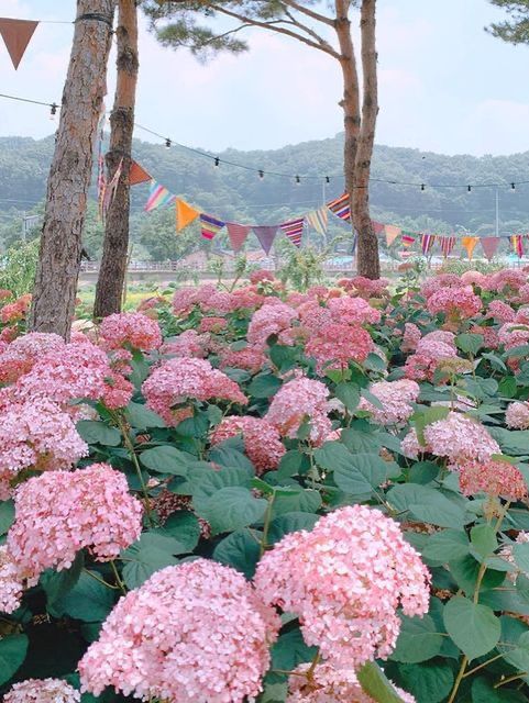 분홍 수국 물결 속으로 초대합니다💖