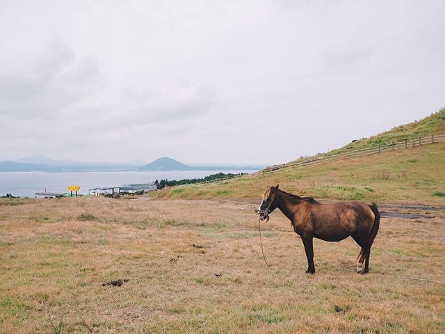 遊濟州🇰🇷必打卡牛島