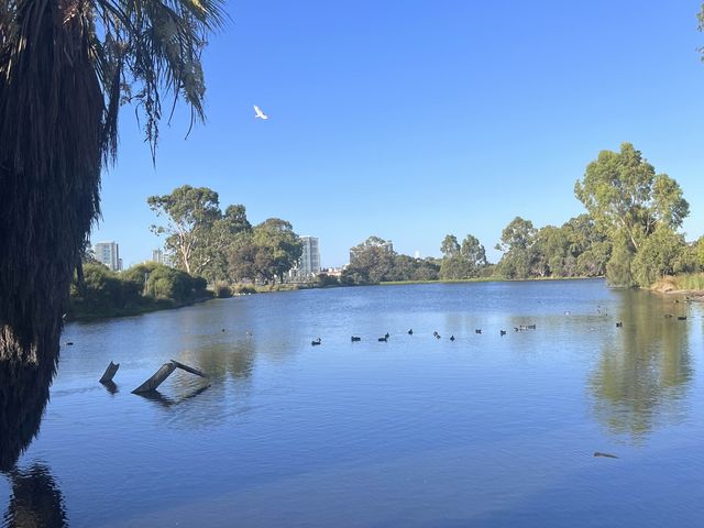 Lake Douglas, Swan Canning Riverpark😎📸🤩