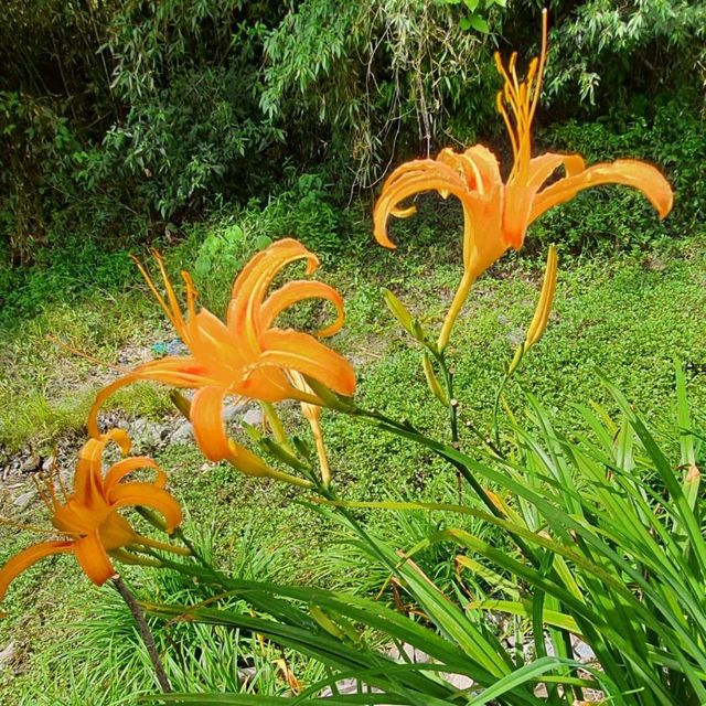 一生必來一次的限定花景