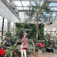 🌺🌺Camellia Hill🌺🌺