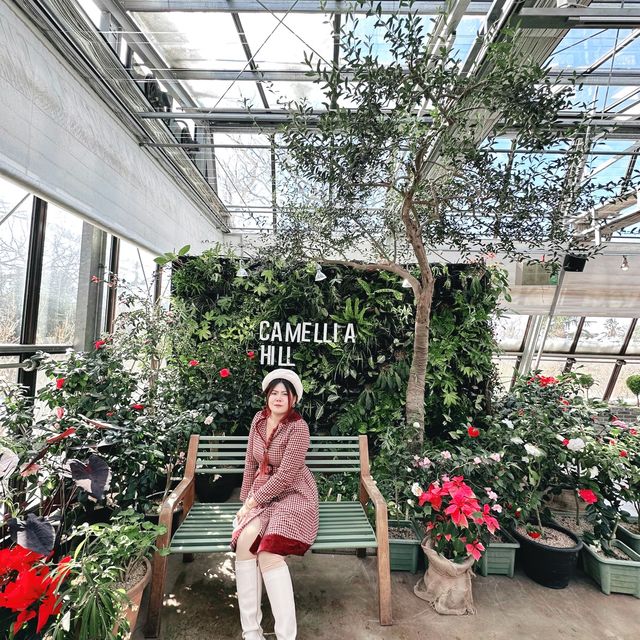 🌺🌺Camellia Hill🌺🌺