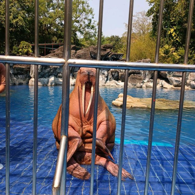 泰國最大野生動物園Safari world