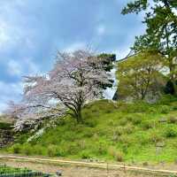 【小田原城】神奈川県/小田原市