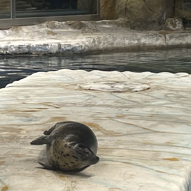 海洋公園：北極之旅