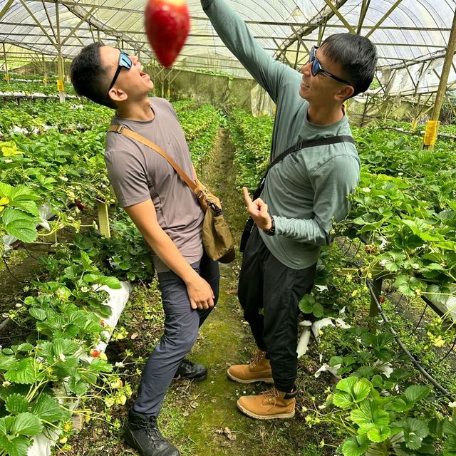 Highest and most scenic strawberry farm in Cameron