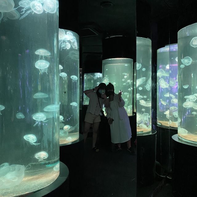 แวะชมตู้แมงกระพรุนหลากสีที่ Underwater World 🌊