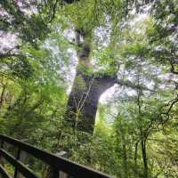 桃園景點｜拉拉山神木群步道