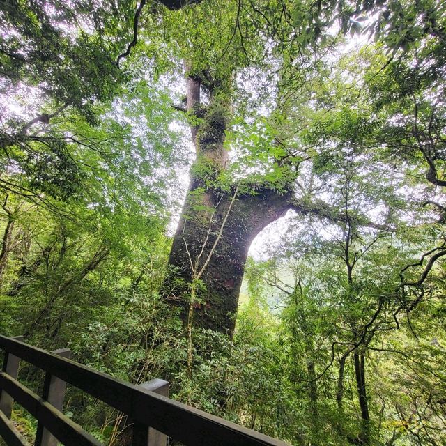 桃園景點｜拉拉山神木群步道