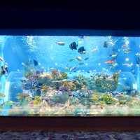 DMM Kariyushi水族館-將科技融入水族館內