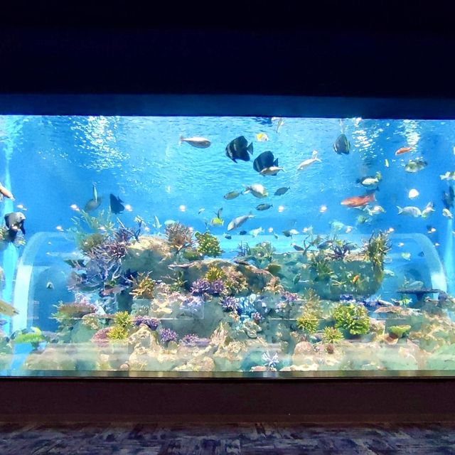 DMM Kariyushi水族館-將科技融入水族館內