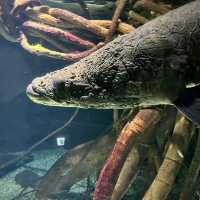 【大阪最大】何度も行きたい水族館！