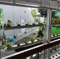 Rooftop Community Garden 