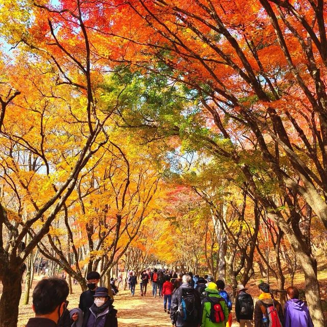 Beautiful Autumn of Beonjusa Temple 