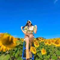 ทุ่งทานตะวันเขาใหญ่ บานสะพรั่งรับลมหนาว🌻