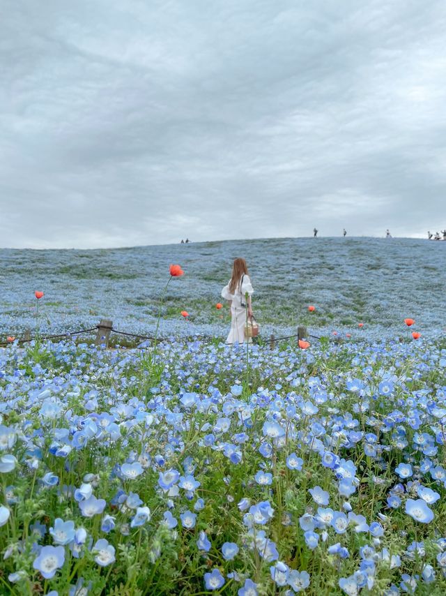 世界中で大人気！茨城のネモフィラ畑人混みを避ける裏技