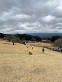 Makaino Farm next to Mt Fuji