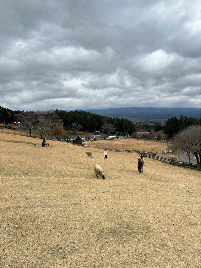 Makaino Farm next to Mt Fuji