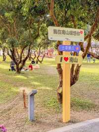 深圳好去處｜遇上波斯菊花海——南山西麗生態公園