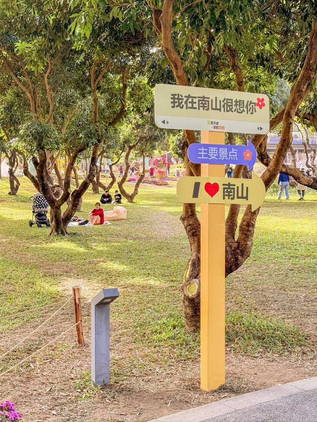 深圳好去處｜遇上波斯菊花海——南山西麗生態公園