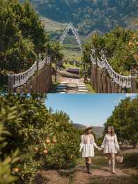 Jinju The Orange Farm สวนส้มที่ม่อนแจ่มฟีลเกาหลี🍊