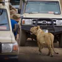 A Journey into Africa's Untamed Beauty