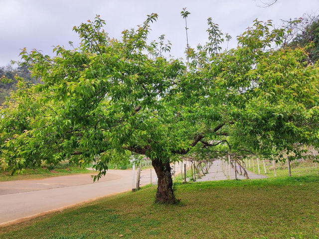 หนาวนี้ ไปชมซากุระ ให้โลกเป็นสีชมพู 🌲🌲