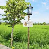 Enjoy a coffee with paddy field view