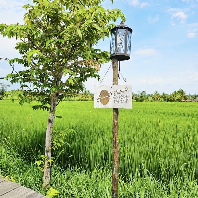 Enjoy a coffee with paddy field view