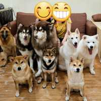 Dog Paradise in JB