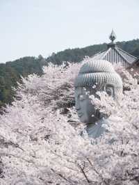 【関西の春景色は京都だけじゃない！💡】奈良県のおすすめ春絶景スポット5選！🌸✨ 