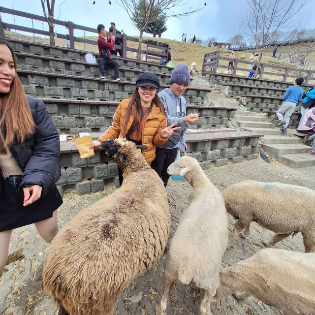 Snow mountain in Taiwan 