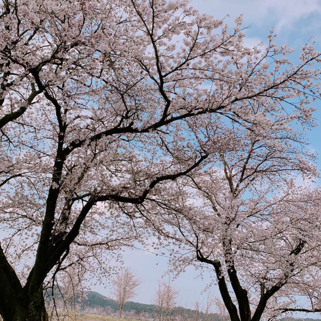 cherry blossom festival in Gyeongpo Beach