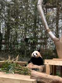 귀여운 판다🐼가 가득있는 용인 에버랜드에서 추억 잔뜩🎡
