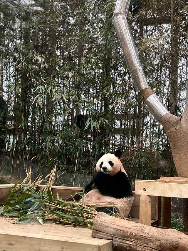귀여운 판다🐼가 가득있는 용인 에버랜드에서 추억 잔뜩🎡
