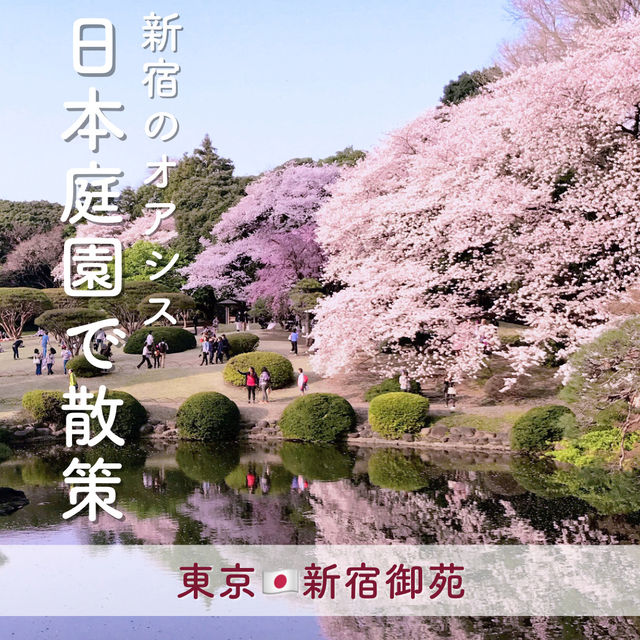 1000本の桜が咲き誇る🌸新宿のオアシス『新宿御苑』