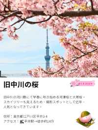 【旧中川の桜/東京都】河津桜と大寒桜、スカイツリーも楽しめる！