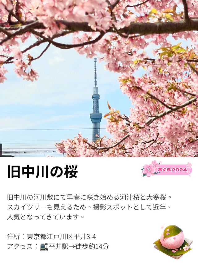 【旧中川の桜/東京都】河津桜と大寒桜、スカイツリーも楽しめる！
