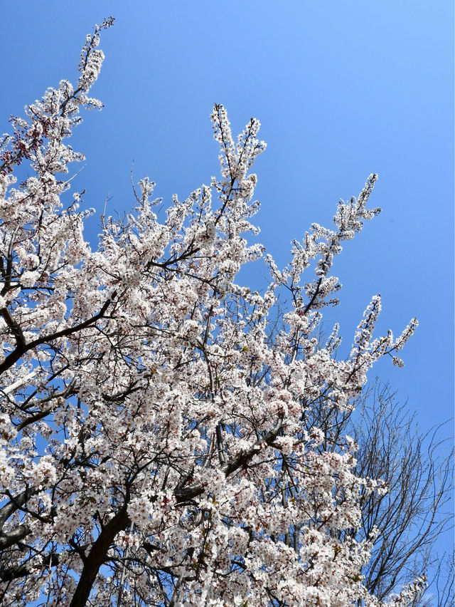 【横浜赤レンガ倉庫】お花見ピクニック💐🍴地元民に愛されるテイクアウト店もご紹介🥤