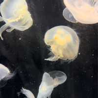 大阪の水族館といえばここ